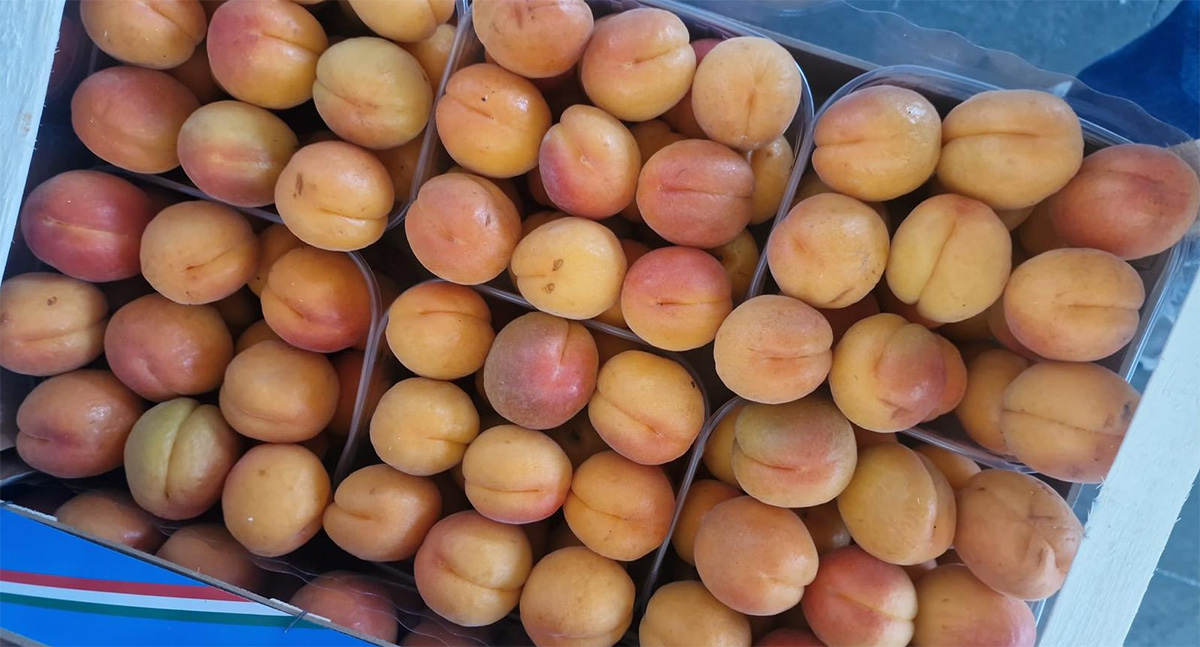 Albicocca Flopria - Italia - 4 euro al chilogrammo